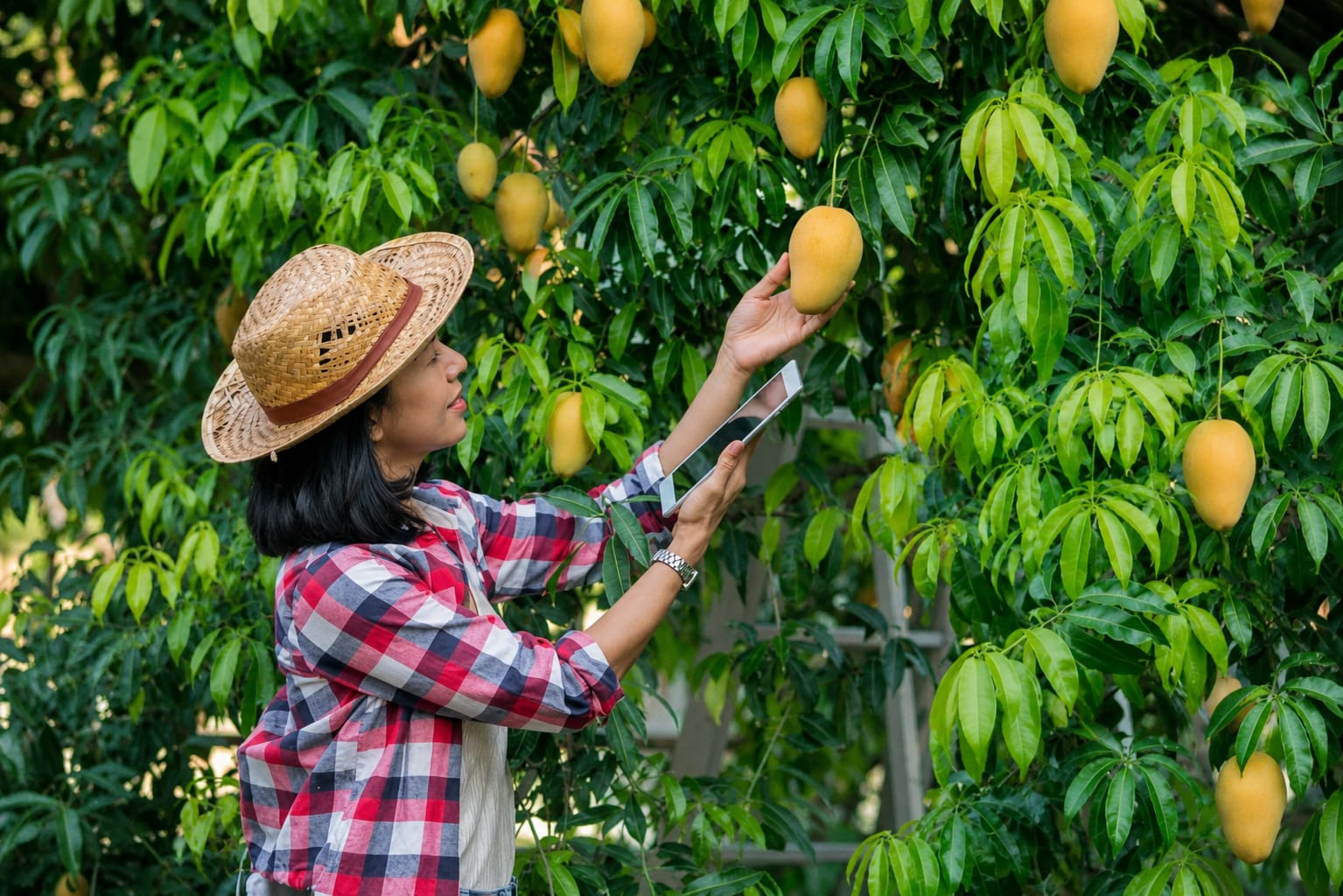 How to Grow Better Mango Crops in India with Precision Fertiliser Nutrition