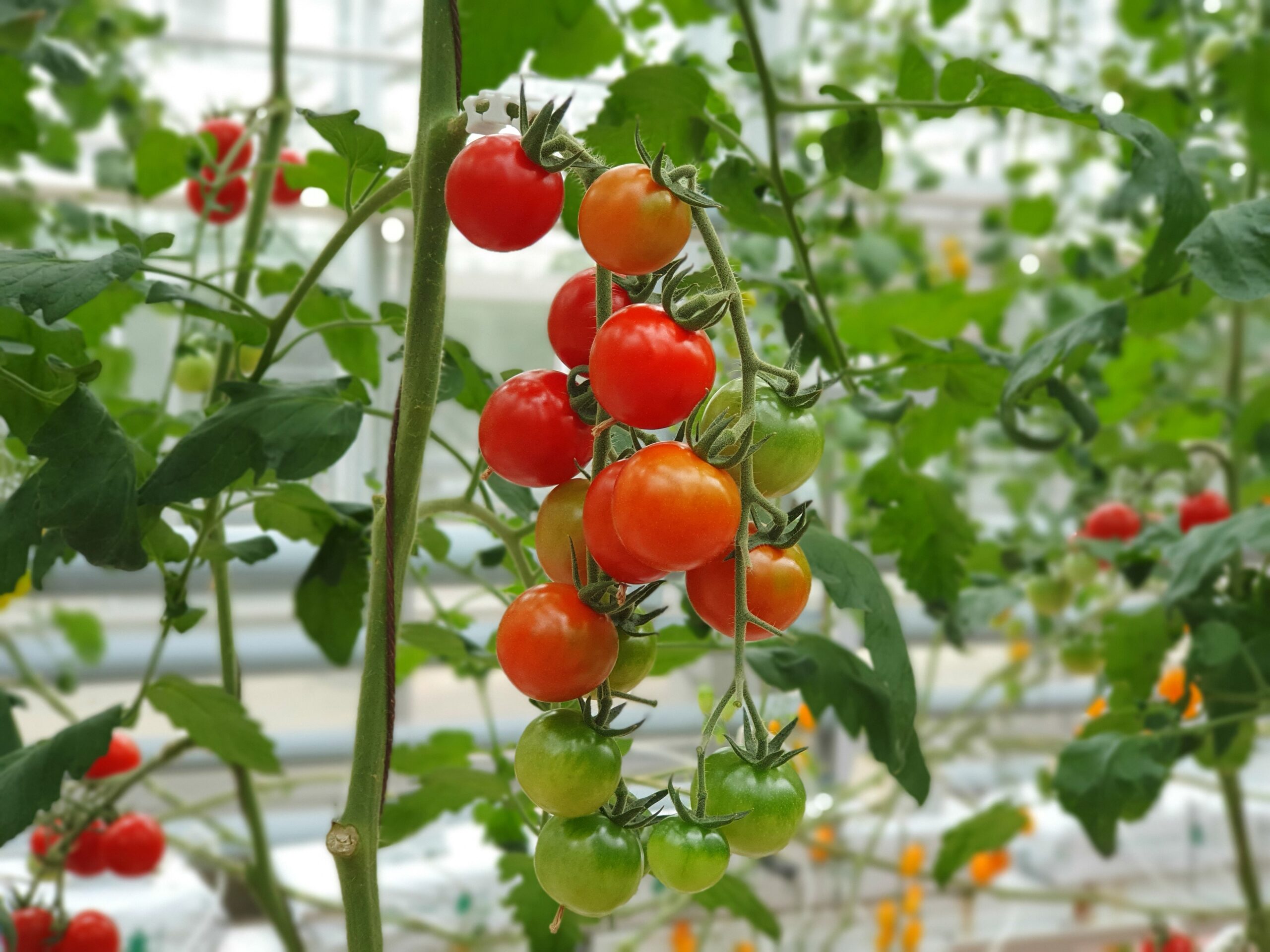 How to Grow Better Tomatoes in India with the Right Fertiliser Programme