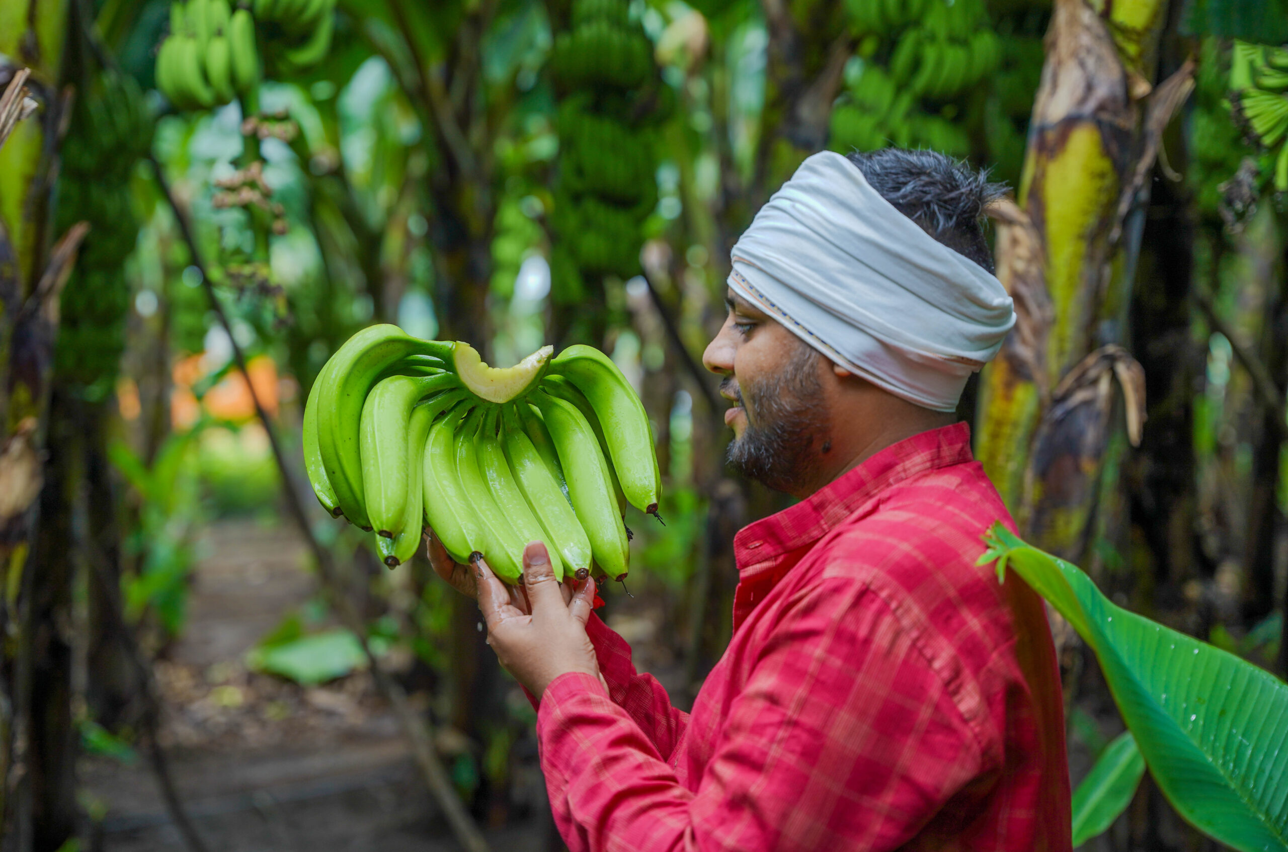 How Banana Farmers in India Are Getting Higher Yields with Better Nutrition