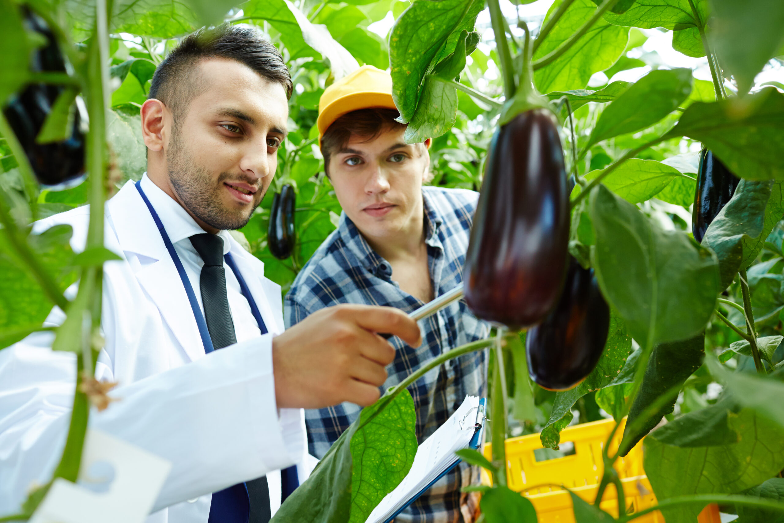 Why Zinc Deficiency Is Hurting Crop Yields on Indian Farms and How to Fix It