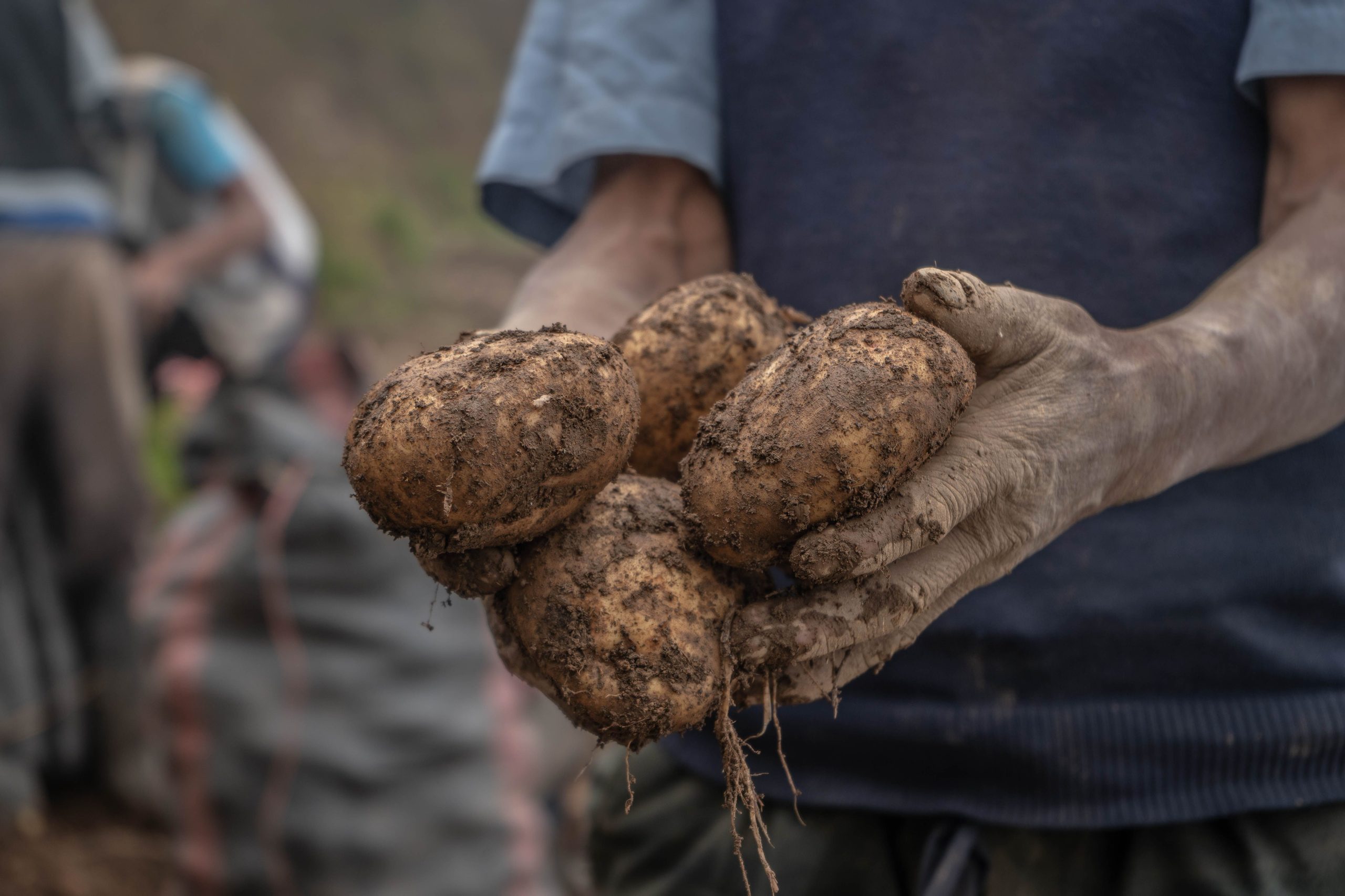 How to Get Better Potato Yields in India with the Right Fertiliser Programme