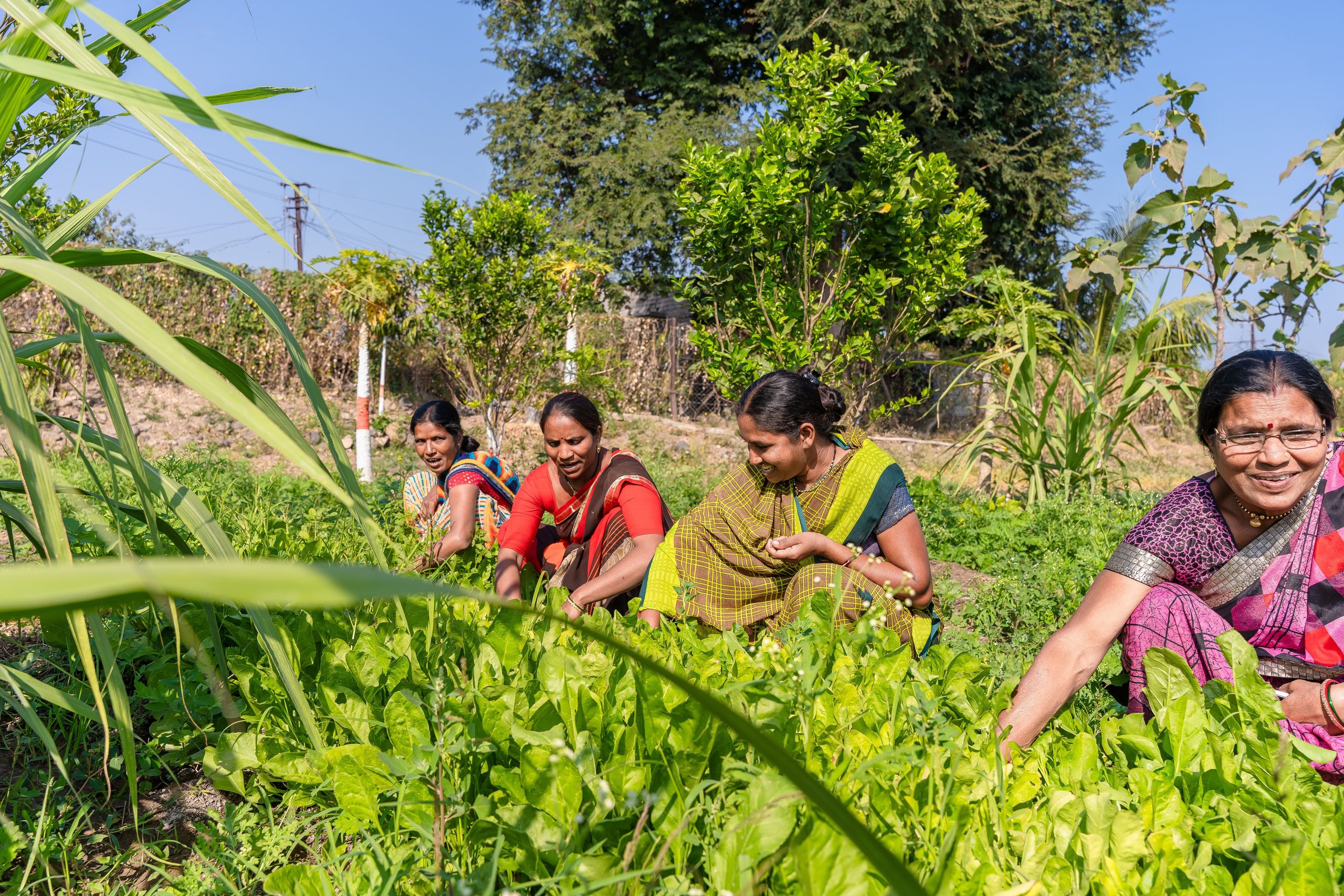 How to Get Better Results from Organic Farming with the Right Plant Nutrition