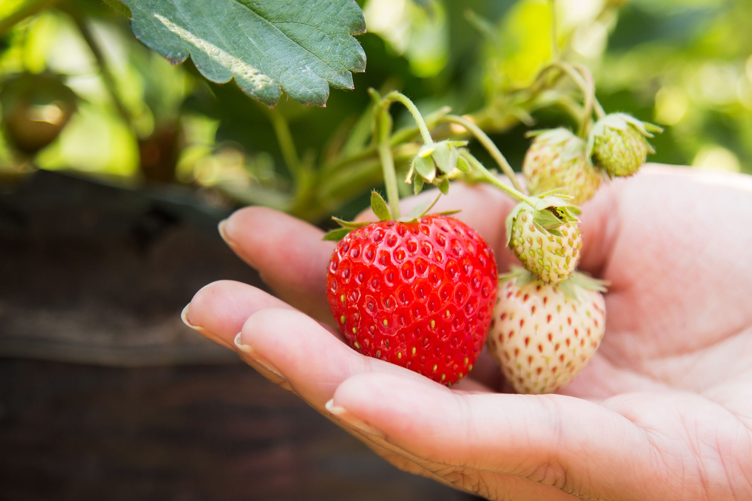 How to Get Better Strawberry Yields in India with Precision Fertiliser Nutrition