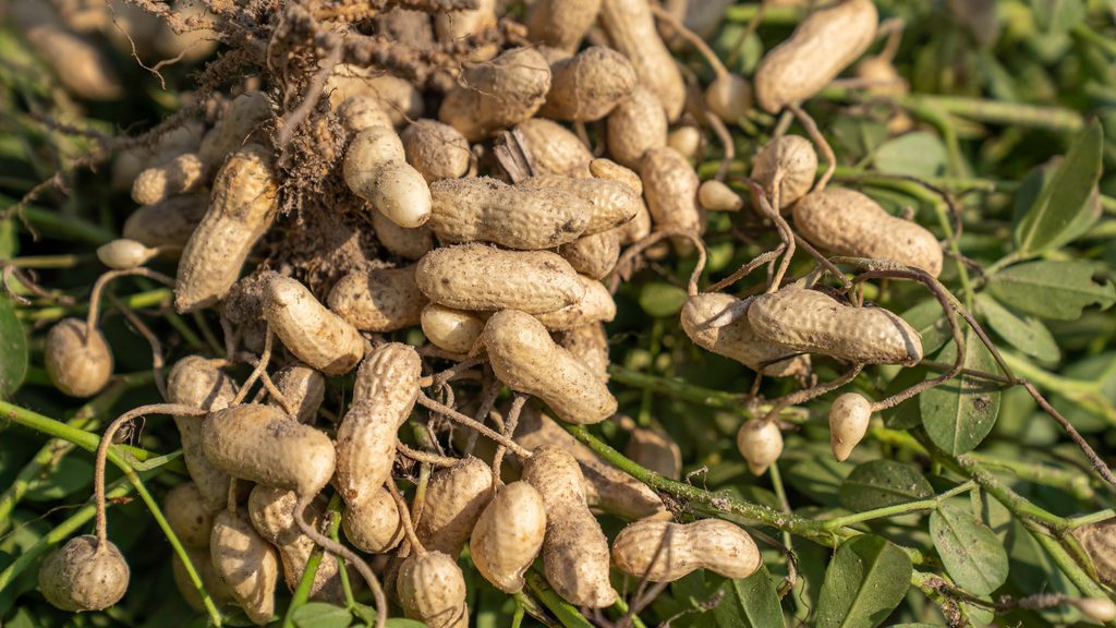 The current image has no alternative text. The file name is: pexels-nc-farm-bureau-mark-9799037-scaled.jpg