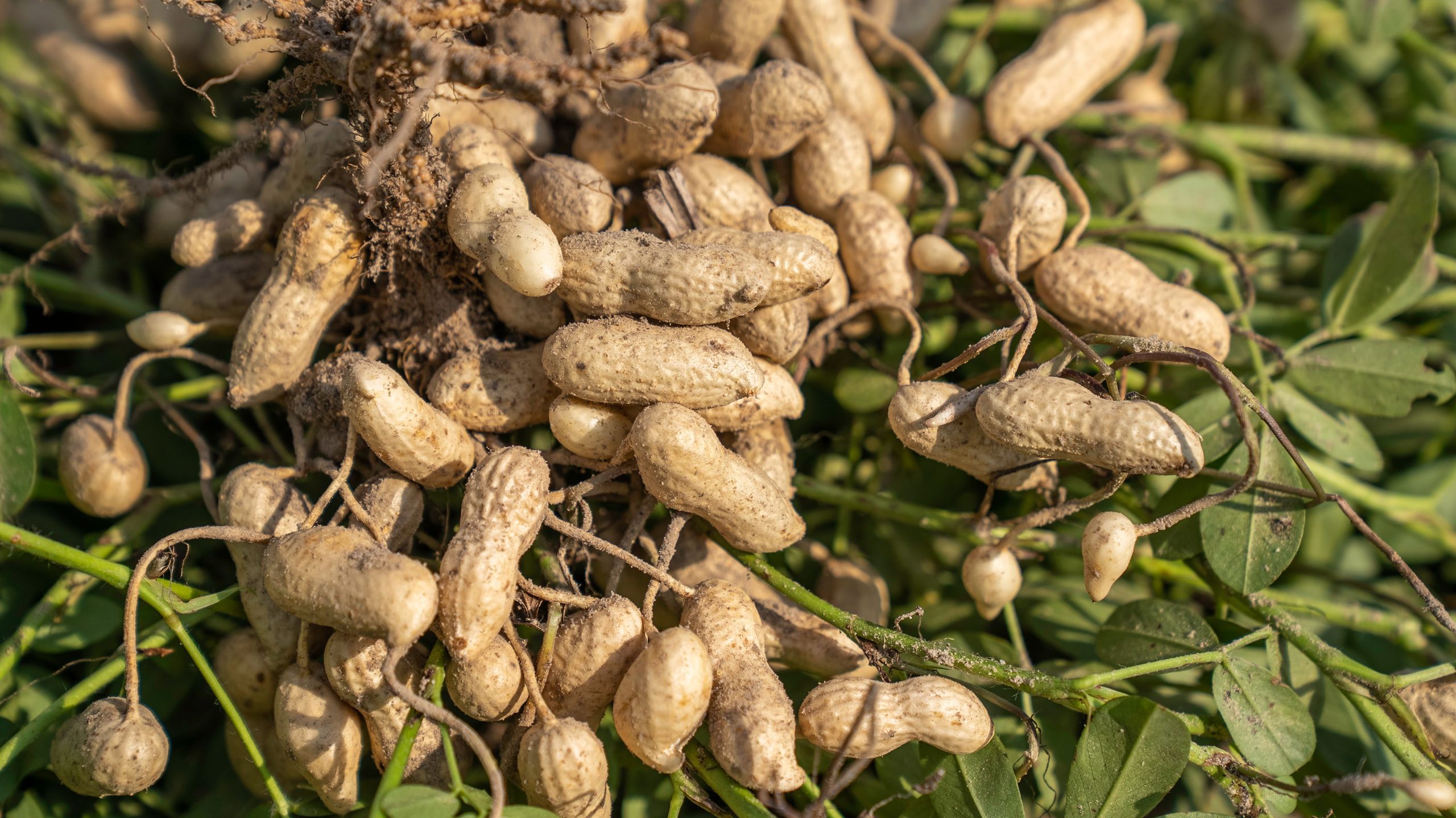 How to Improve Groundnut Yield in India with the Right Fertiliser Programme